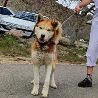 سگ هاسکی شجره دار