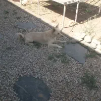 سگ پاکوتاه مهربون|سگ|یزد, |دیوار