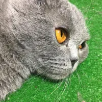 ماده اسکاتیش فولد بلو