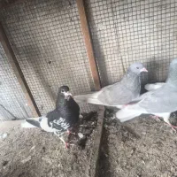 کبوتر رنگی|پرنده|آبپخش, |دیوار