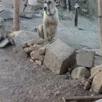 واگذاری حیون ده ماهه