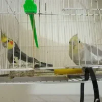 جفت عروس هلندی به شرط|پرنده|مشهد, عبادی|دیوار