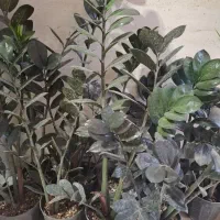 گلهای آپارتمانی
