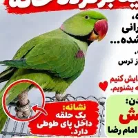 شاه طوطی گمشده با مژدگانی