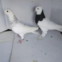 کبوتر|پرنده|قرچک, داوود آباد|دیوار