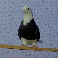 فروش نروماده شازده