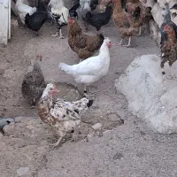 مرغ بومی تخم گذار و گوشتی