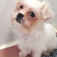 سگ‌مالتیز اصیل ماده ۴ماهه شناسنامه‌دار واکسینه شده|سگ|شاهرود, |دیوار