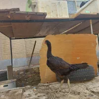 مرغ لاری اصیل|حیوانات مزرعه|شاهینشهر, سعدی شمالی|دیوار