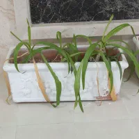 گلدان سفالی