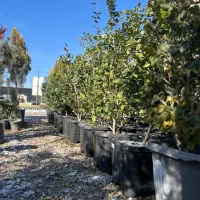 یاس هلندی جعبه ۵۰ ارتفاع ۱.۸۰