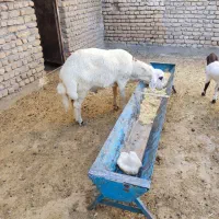 بره قوچی افشاری اصل جنس