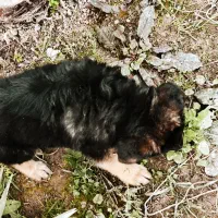 توله سگ ژرمن شولاین موبلند بلک فیس کینگ سایز|سگ|تهران, زرگنده|دیوار