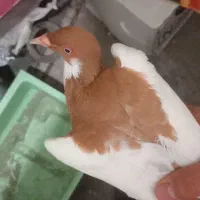 یهودی ماده ریش. شتری|پرنده|گرگان, |دیوار