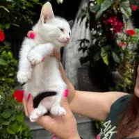 تعدادی بچه گربه واگذاری رایگان