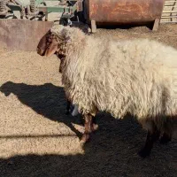 بره نرپروارباب قصابی|حیوانات مزرعه|دره شهر, |دیوار