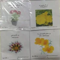 بذر گل|گل و گیاه طبیعی|سمنان, |دیوار