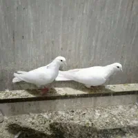 کبوتر نقش و پرشی|پرنده|الیگودرز, |دیوار