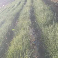 پیاز مینروا دستگیری