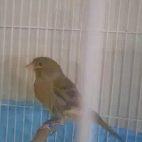 قناری نر زیتونی|پرنده|مشهد, حسینآباد|دیوار