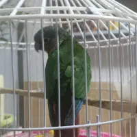 گرینچیک|پرنده|ماکو, |دیوار