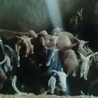 ده جفت چپش نر