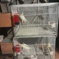 دجفت طوطی عروس لوتینو با جوجه ابلاغ.|پرنده|فریدونکنار, |دیوار