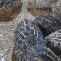 جوجه بلدرچین گوشتی و تخم‌گذاری نژاد ژاپنی ۲۰ روزه