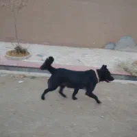 توله لاس قدرجونی