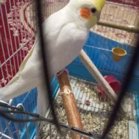 عروس هلندی لوتینو|پرنده|کیار, |دیوار