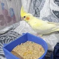 عروس هلندی دون خور