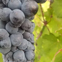 انگور سیاه شاهنی وسفیدبیدانه و دانه دارمشگین درباغ