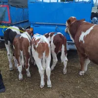 فروش گوساله سیمینتال|حیوانات مزرعه|کرج, اسدآباد|دیوار