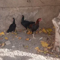 مرغ  خروس لاری