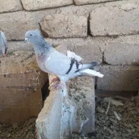 سبز دمسفید ماده