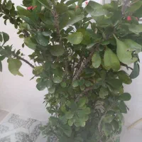 گیاه|گل و گیاه طبیعی|کرمانشاه, |دیوار