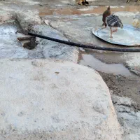 جوجه محلی