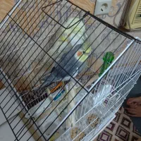 فوری عروس هلندی بدون قفس 1600 فوری|پرنده|فاضل آباد, |دیوار