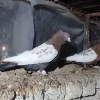 کبوتر رنگی|پرنده|بشاریات, |دیوار