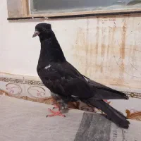 چهار تا کبوتر فروشی و معاوضه|پرنده|بیرجند, |دیوار