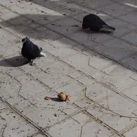 کبوتر دمبی و طوقی