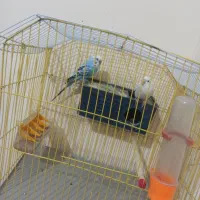 مرغ عشق موولد|پرنده|یاسوج, |دیوار