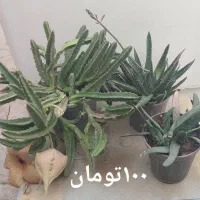 فروش تعدادی کاکتوس|گل و گیاه طبیعی|بهارستان, |دیوار