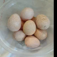 تخم بوقلمون نطفه دار