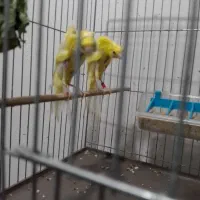 قناری جیور..|پرنده|قم, شهرک فاطمیه|دیوار