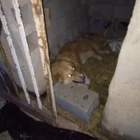 سگ نر|سگ|بردسکن, |دیوار