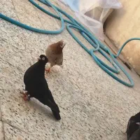 کبوتر