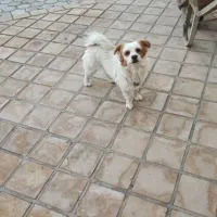 سگ پا کوتاه اشپیتز نر و ماده بازیگوش و شناسنامه ای