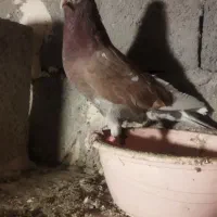 کبوتر غریبه|پرنده|نقده, |دیوار