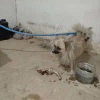 سگ پا کوتاه|سگ|کنگاور, |دیوار